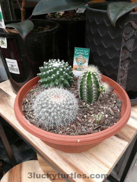 A pot of cacti plant. Image for post A pot of cacti plant.