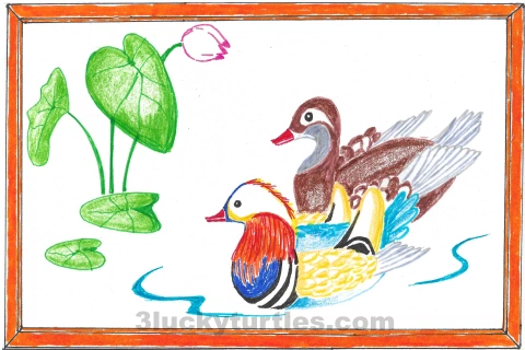 Image for post Drawing of a pair of mandarin ducks.