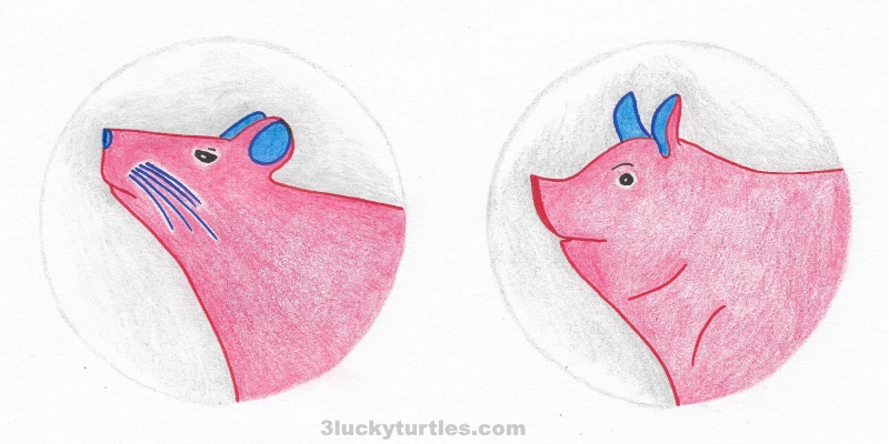 Illustration of rat and pig. Image for post Illustration of rat and pig.