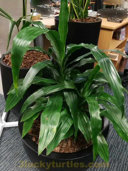 A pot of lush plants. Image for post A pot of lush plants.