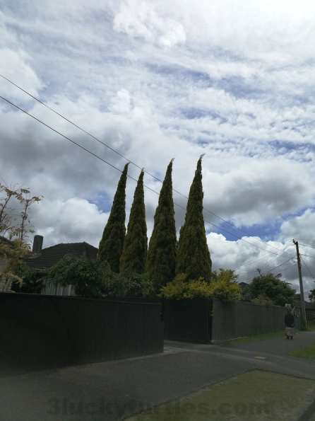 Trees with pointed tips look like arrow tips pointing upwards. Image for post Trees with pointed tips look like arrow tips pointing upwards.